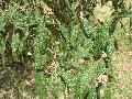 Leatherleaf Viburnum  / Viburnum rhytidophylloides